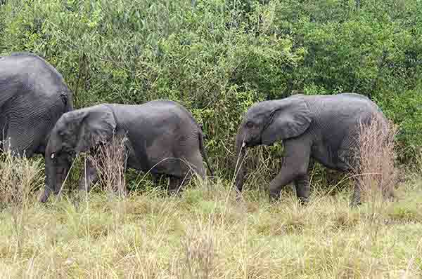 Elefante - parque nacional Queen Elizabeth - Uganda 1.jpg